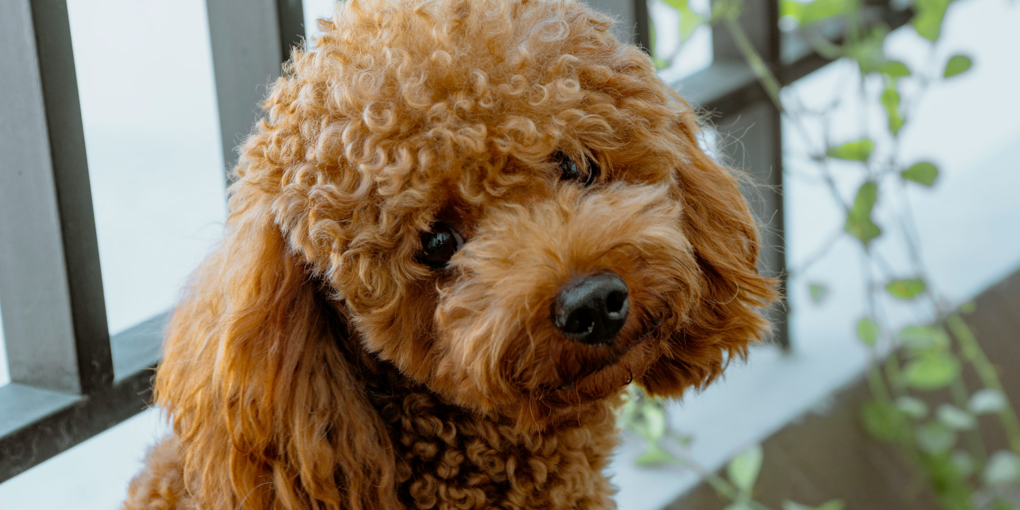 犬好き